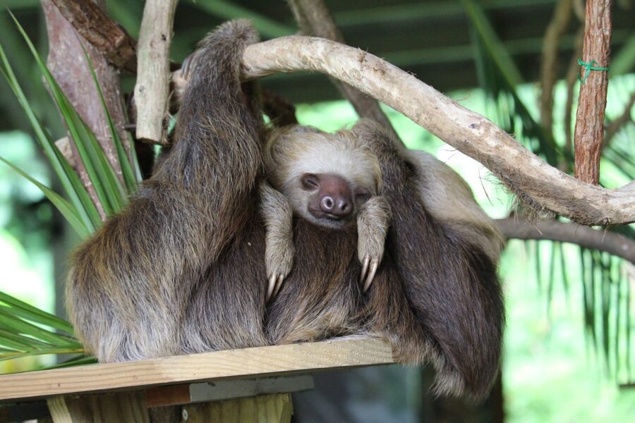 panama, sloth, child-3638527.jpg