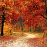 road, forest, fall-1072821.jpg